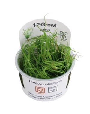 Tropica Tropica 1-2-Grow! Juncus repens