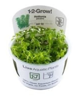 Tropica Tropica 1-2-Grow! Hottonia palustris