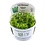 Tropica Tropica 1-2-Grow! Hottonia palustris