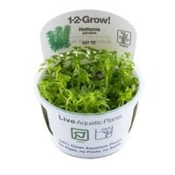 Tropica Tropica 1-2-Grow! Hottonia palustris