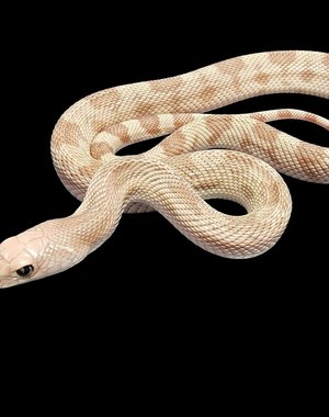 Hypo Southern Pine Snake