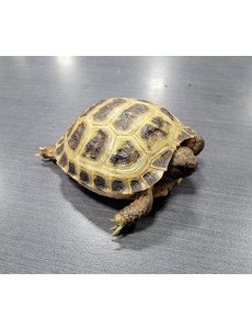  Russian Tortoise