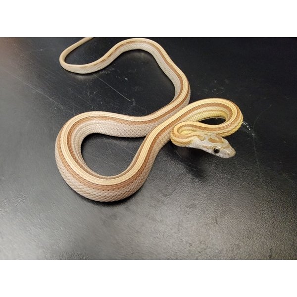 Caramel Stripe Corn Snake