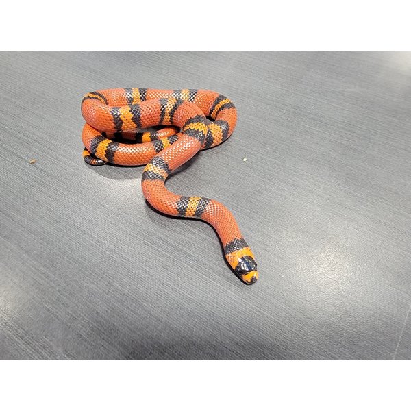 0.1 Tangerine Honduran Milk Snake