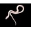 CBB Blue Eye House Snake