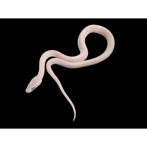 CBB Blue Eye House Snake