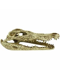 Komodo Komodo Alligator Skull