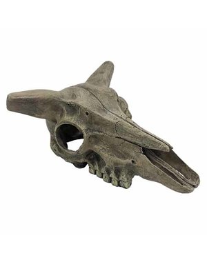 Komodo Komodo Deer Skull