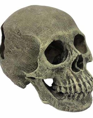 Komodo Products Komodo Human Skull
