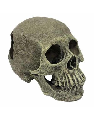 Komodo Komodo Human Skull