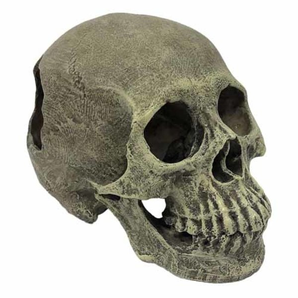 Komodo Komodo Human Skull