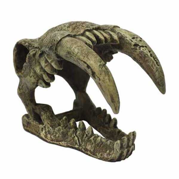 Komodo Komodo Saber Tooth Skull
