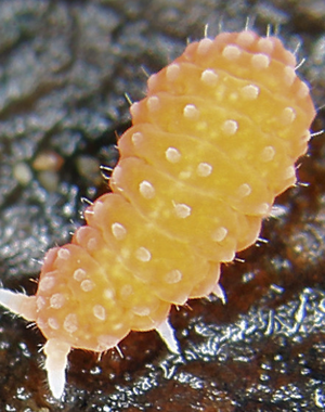 Orange Spring Tail Culture (Vitronura giselae)
