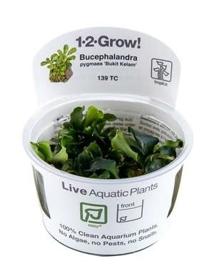 Tropica Tropica 1-2-Grow! Bucephalandra pygmaea "Bukit Kelam"