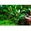 Tropica Tropica 1-2-Grow! Bucephalandra pygmaea "Bukit Kelam"
