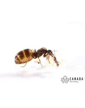 Canada Ant Colony Labour Day Ant (Lasius neoniger) Queen + 5-10 Workers