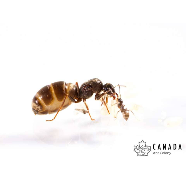 Canada Ant Colony Labour Day Ant (Lasius neoniger) Queen + 5-10 Workers