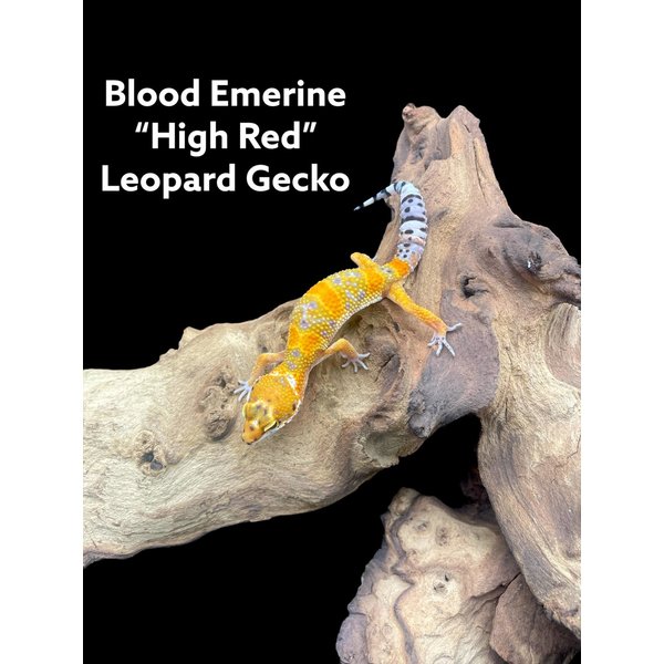 Blood Emerine "High Red" Leopard Gecko
