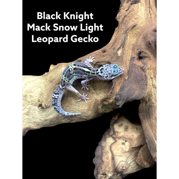 Black Knight Mack Snow Leopard Gecko (Light)