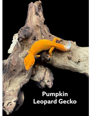  Pumpkin Leopard Gecko (90-100% Orange)