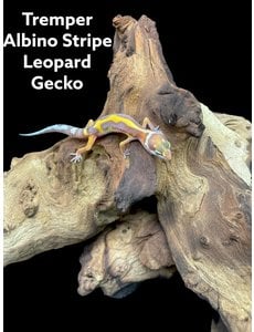  Tremper Albino Stripe Leopard Gecko