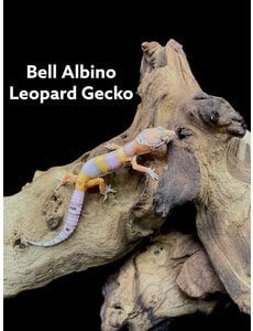  Bell Albino Leopard Gecko