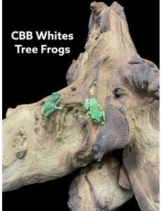 CBB White's Tree Frog
