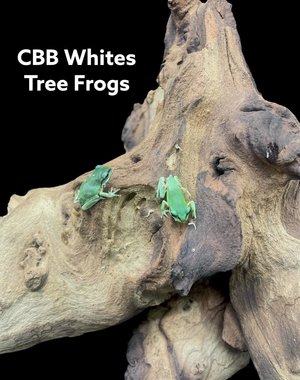 CBB White's Tree Frog