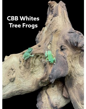 CBB White's Tree Frog