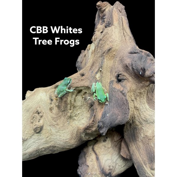 CBB White's Tree Frog