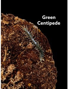  Green Centipede
