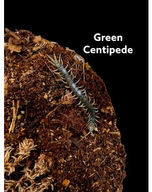  Green Centipede