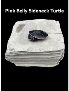  Pink Belly Sideneck Turtle