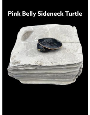  Pink Belly Sideneck Turtle