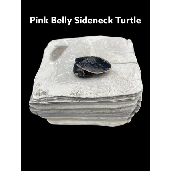 Pink Belly Sideneck Turtle
