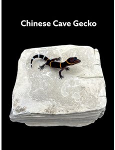  Chinese Cave Gecko