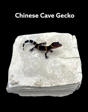 Chinese Cave Gecko