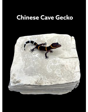  Chinese Cave Gecko