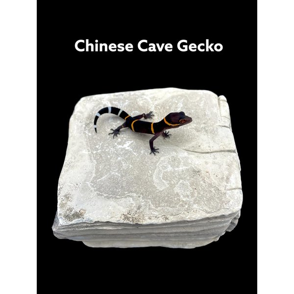 Chinese Cave Gecko