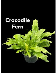  6" Crocodile Fern