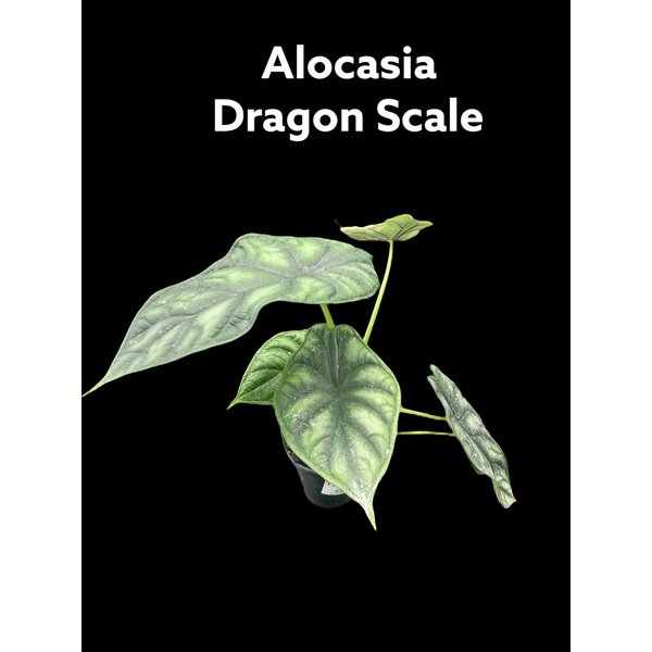 3.5" Alocasia Dragon Scale