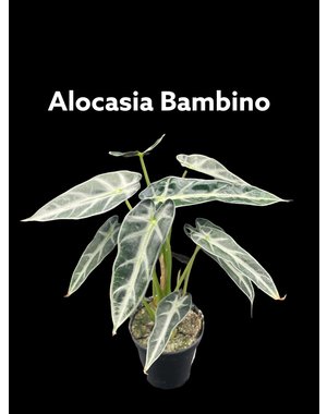 2.5" Alocasia Bambino