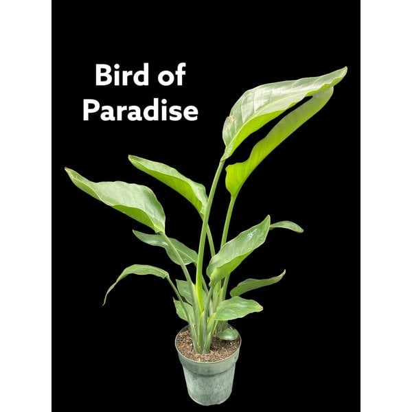 6" Bird of Paradise