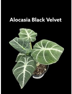  2.5" Alocasia Black Velvet