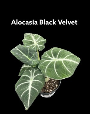  2.5" Alocasia Black Velvet