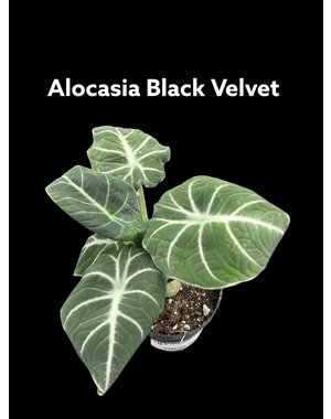  2.5" Alocasia Black Velvet