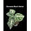 2.5" Alocasia Black Velvet