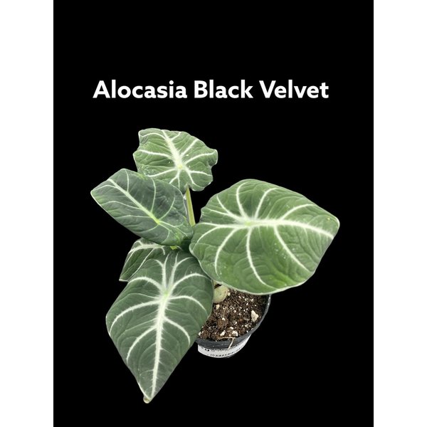 2.5" Alocasia Black Velvet