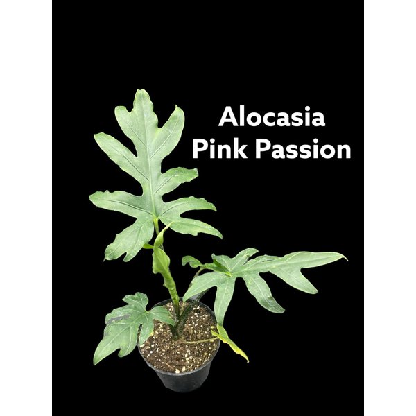 4" Alocasia Pink Passion