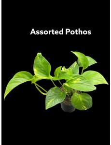  3.5" Assorted Pothos